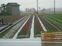 dscf0387.JPG