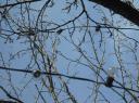 dscf0933.JPG