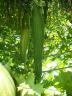dscf0055.JPG