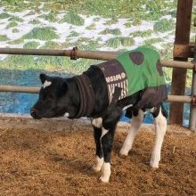 ★子牛の名前大募集★　ＪＡ全農とやま×ＦＭとやま　『親子で気ままなバスツアー2023』で名付けた牛「キマCOWちゃん」の子牛の名前を大募集！！